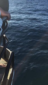 5.3K views · 385 reactions | After another great summers day with great white sharks at the Neptune Islands, we head off escorted by dolphins at the bow into Spencer’s Gulf for a swim with some delightful Australian sea lions at Hopkins Island in the morning. #expeditionlive | Rodney Fox Great White Shark Expeditions | Facebook