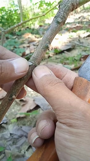 22K views · 444 reactions | propagation mango tree by grafting & gardening tips #satisfying #graftingfruittrees | GardeningFruit | Facebook
