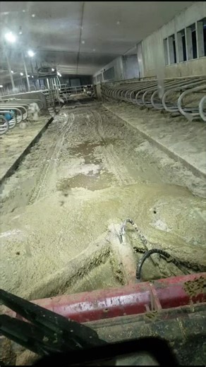 Inside a Dairy Farm: Cows and Their Environment