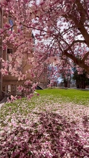 Spring is so beautiful 🤍#spring #shortvideo #nature