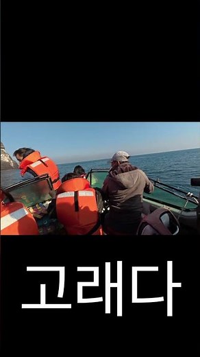 제주 돌고래 보는 가장 좋은 방법 #바다 #국내여행 #돌고래 #제주