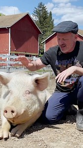 Rescued Pig Loves Life & Chiro Adjustment 🐖 #pigs #rescueanimals #chiropractic #animallover #reels | Animal Cracker