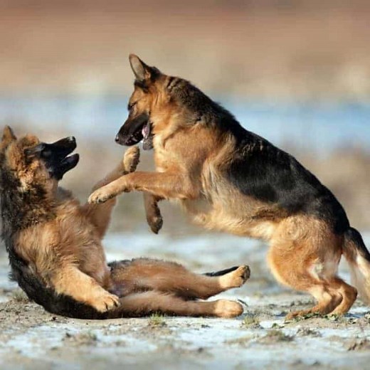 "Will Two Female German Shepherds Get Along? Compatibility & Tips "
