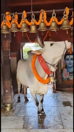 Cow Ringing Temple Bells 🐄🔔 | Pure Mahadev Bhakti Moment 🕉️#harharmahadev #bhakti s#spiritual#shorts
