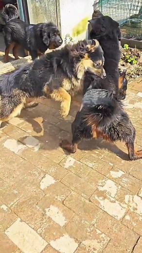 "Native Tibetan Mastiff" Chinese Tibetan Mastiff #explorepage #dog #petcare #holloweenparty #petsearch #petmemorial #DogKing #alphadog #holloween #petadoption | King Charlie's