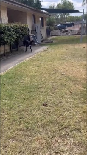 73 reactions · 10 comments | “We are so fetch!” Fun fact: greyhounds are built for the sprint, not the return, so when they fetch, it’s usually one-way!  Happy National Fetch Day ⚽ . . #NationalFetchDay #FetchDay #ThatIsSoFetch | Greyhound Adoption Program QLD | Facebook