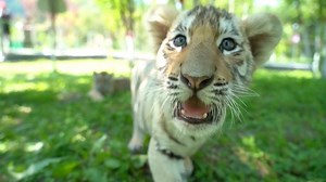 514K views · 535 reactions | July 29 is Global Tiger Day or International Tiger Day, a global initiative launched in 2010 dedicated to protecting the natural habitats of tigers and raising public awareness about their conservation. | CGTN | Facebook
