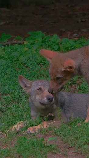 Wolves resting in natural habitat #wild #wolf #beautiful #cute #panting #nature #wildlife HA91662