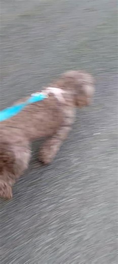 Heading towards Penrhyn Castle after a play by the river.. The fields and tracks have turned into a muddy bog after the snow melt . Maybe Newborough tomorrow depending on the storm !.It's January.!! They kept reasonably clean today. With Mali ,Lyra ,Kono, Buddy and Ruby | K9Cymru