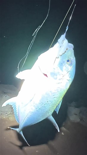 ulua? #oahufishing #oahuhawaii #fyphawaii #hawaiifishing #fyp