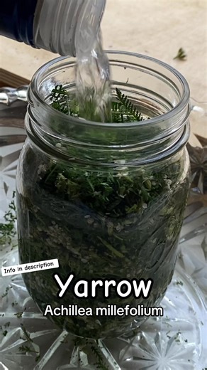 Fresh Flowering Yarrow Tincture: Folk Method Fill clean jar with fresh flowering yarrow that has been chopped to a fluffy (lightly) packed Top with 100 proof alc0hol/menstrum of choice like glycerine/vinegar Shake jar to distribute menstrum and top off again Use plastic lid or add parchment paper under lid if using metal Put in dark, cool place 4-6 weeks. Shake daily. Strain through cheese cloth nut mylk bag or cotton cloth. Store in amber bottles in cool, dark place #herbalism #yarrow #greenwic