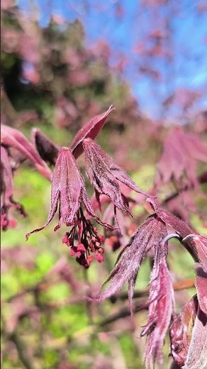 Bloodgood Japanese Maple in Early Spring 🍁🌿 New Leaves & Seeds