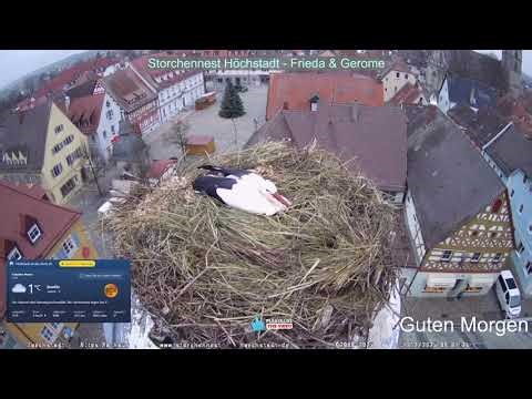 2025 12 17 Storchennest Höchstadt, guten Morgen, jemand im neuen Kuschelnest???☃️🎄🎄🎄👍😀
