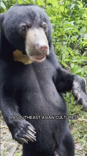 Sun Bear: The Smallest Bear with a Chest Mark as Unique as a Fingerprint 🐻