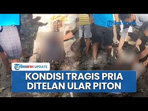 Geger Pria Ditelan Hidup-hidup Ular Piton, Perut Dibelah Warga hingga Korban Tewas Mengenaskan
