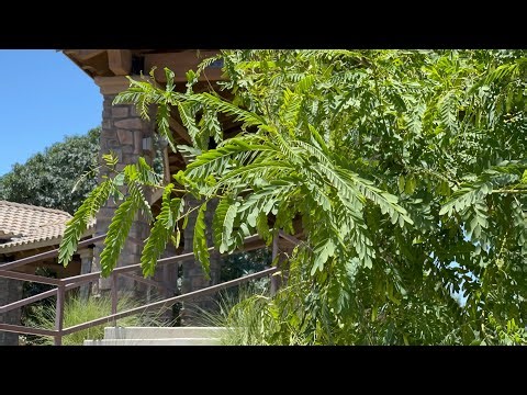 AZ Plant Reviews - Tipu Tree (Tipuana tipu)