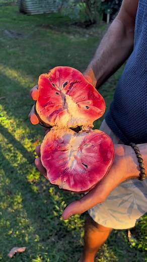 Discover the San Pablo Red Custard Apple in South Florida