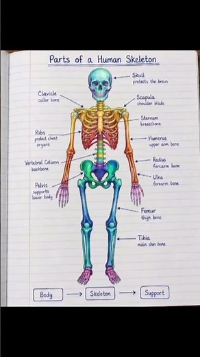 Human Anatomy: Simple & Easy Diagrams 🩺✨