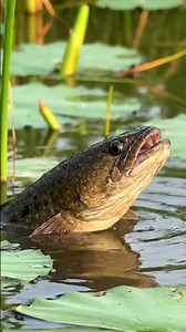 🤯 HUGE Fish BITE Caught on Camera! 🎣 You Won't Believe This! #fishing #fish #amazing