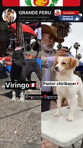 145K views · 3.4K reactions | Perros peruanos viringo y pastor chiribaya | Grande PERU | Facebook