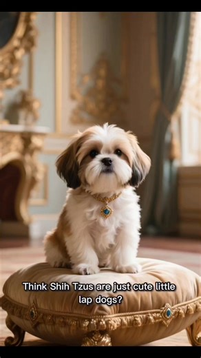 1.4K views · 30 reactions | DID YOU KNOW that Shih Tzus were so...