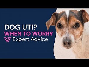 Dog Peeing More Often or Straining? UTI Symptoms & What to Do