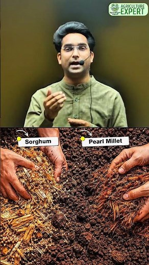 What is the Sorghum Effect? | Nitrogen Immobilization Explained
