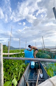 736K views · 10K reactions | Gumawa ng fish trap pang huli ng dulong ang aking buyok para dina mananalap kaso.. + Si buyok muna ang mag voice over dahil may sakit ako沈 #talimislander #minivlog | Talim Islander | Facebook
