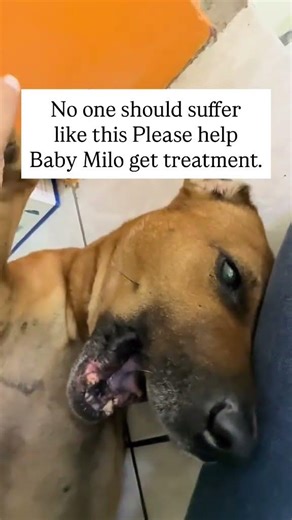 Help Baby Milo Fight for Her Life🐾A cruel virus has destroyed Baby Milo’s tiny cheek#usa #uk #canada