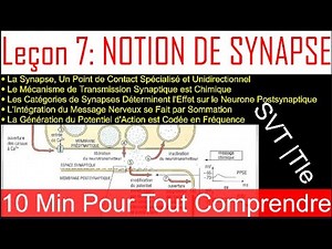 La Synapse : Mécanisme, Types et Rôle dans la Communication Nerveuse | Cours Complet Terminale
