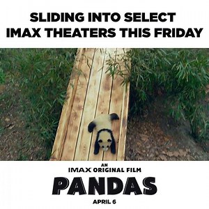 WHEE!!! PANDAS opens in select IMAX theaters this Friday! #IMAXPandas 🐼 | Warner Bros.