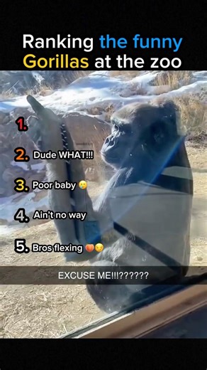 The gorillas at the zoo 🤣