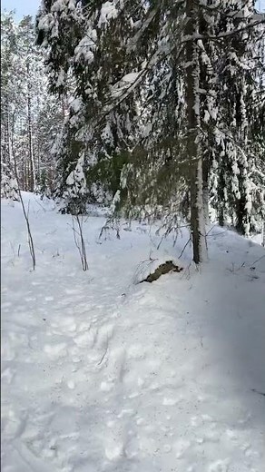 Forest in Finland