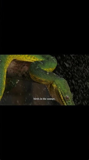 Boomslang 🐍 Africa's Deadly Tree Snake | Amazing Snake Facts #shorts