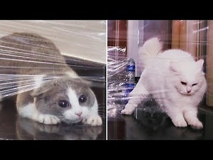 Moments My Cats Made Me Question Their IQ