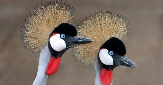Types of Crane Birds