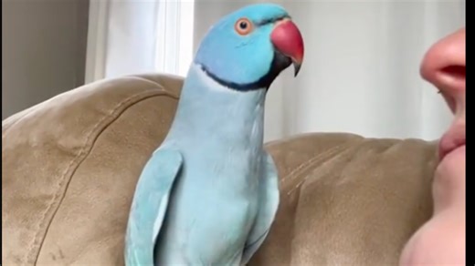 Prim & Proper Parrot Is Absolutely Aghast In Hysterical Video