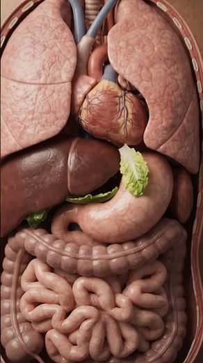 What Happens Inside Your Body When You Eat Romaine Lettuce? 🥬😲