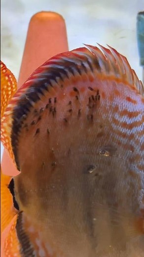 Here’s how the first spawn of this discus pair is coming along!🧡 #discus #fish #breeding #pair #fry