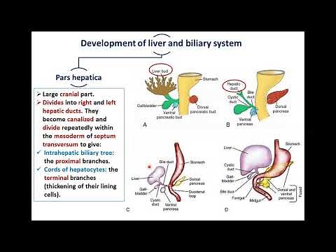 Development of Liver and Biliary System - Dr. Ahmed Farid