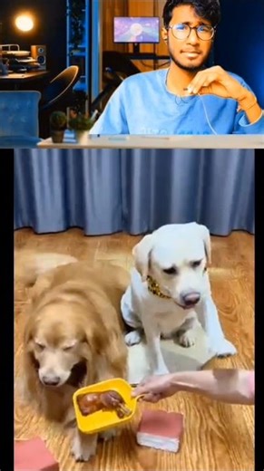 dog eat Brick 🧱 #shorts #shortvideos #youtubeshorts