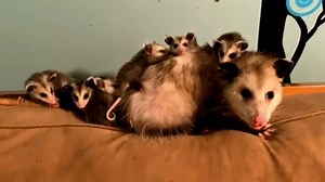 675K views · 46K reactions | Meet mama Ada. She'll make you actually like opossums. Follow us on YouTube: youtube.com/geobeatsanimals | GeoBeats Animals | Facebook