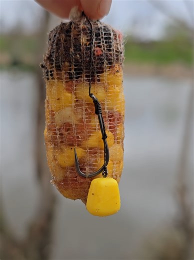 Why Carp Love Sweet Corn for Fishing