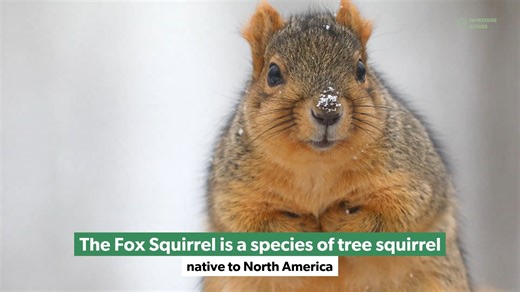 13种迷人的松鼠 13 Fascinating Types of Squirrels