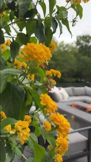 Backyard Fire Feature Inspo! 10 Must-Have Designs That'll Fire Up Your Outdoor Space