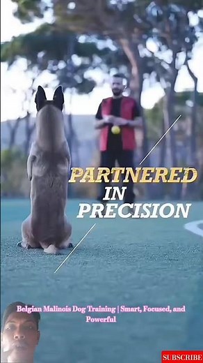 Belgian Malinois Dog Training | Smart, Focused, and Powerful #malinois #germanshepherd