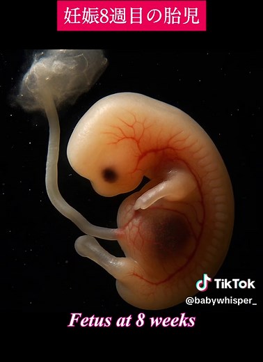 Fetus at 2~12 weeks🪽 #embryo #babylove #胎児 #赤ちゃん #fetus #4weekspregnant #6weekspregnant #8weekspregnant #10weekspregnant #12weekspregnant