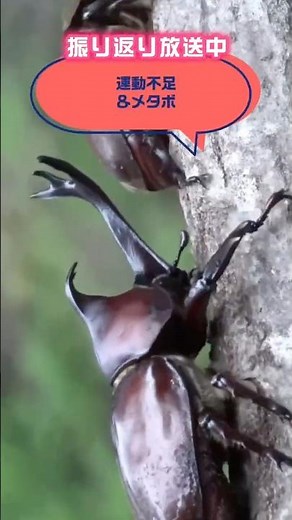 ⁠【昆虫ASMR】カブトムシの行動観察。オスとメスの自然な生態・4K映像⁠ #insects #昆虫図鑑 #昆虫観察 #undaze #クワガタ #昆虫採集 #nature #川井憲次 #虫の音