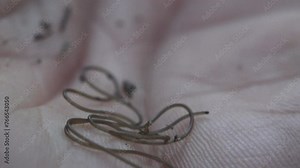 Nematomorpha (sometimes called Gordiacea, and commonly known as horsehair worms or Gordian worms) parasitoid animals superficially similar to nematode worms in morphology. Macro view worms on human