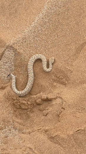 1.1M views · 1.1K reactions | This adder in Namibia is specially adapted for moving through (and hiding) in the loose sand of the desert! #fyp #fb #saveanimals #ivancarter #conservation #snake #reptilelover #Facebook | Ivan Carter | Facebook